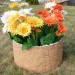 Цветник КАНЬОН купить в Костроме